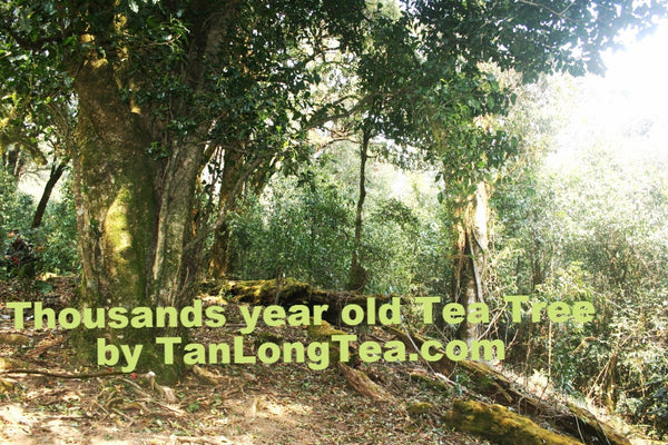 Wild Thousand Years Ancient Tree Tea Tree