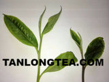 2021 spring ancient tree ManSong- Once the Imperial Tribute Tea- Rare Mystical ManSong Tea Forest 曼松貢茶