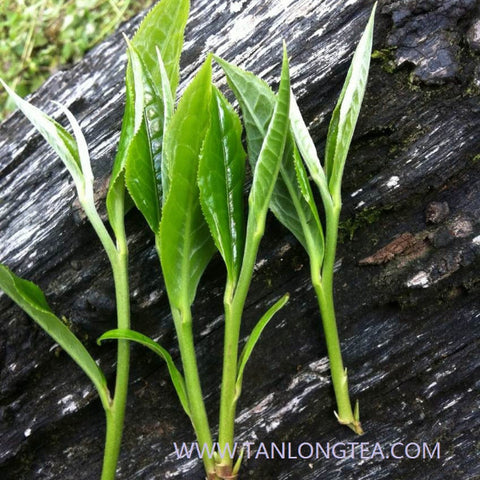 Limited Wild Reserve: WanGong 600-Year-Old Wild Ancient Tree Pu’er Tea 彎弓古樹