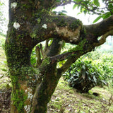 2023 Snow Mountain Hundred Year Old Ancient Tea Tree Tea (Green Puerh or Green Tea)