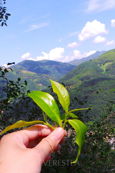 Snow Mountain Hundred-Year-Old Ancient Tree Green Tea 2021