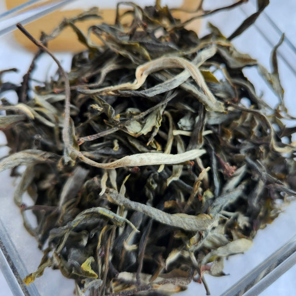 2023 Snow Mountain Hundred Year Old Ancient Tea Tree Tea (Green Puerh or Green Tea)