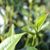 Royal Tribute Moonlight Beauty – Powerful Antioxidant White Tea from Ancient Trees 100g  國色天香古樹月光白普洱茶