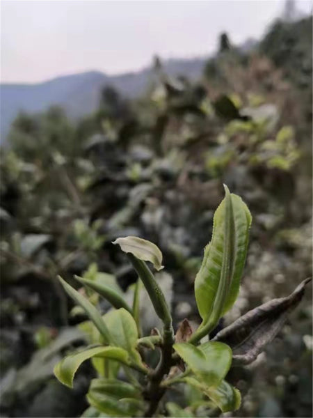 2023 Snow Mountain Hundred Year Old Ancient Tea Tree Tea (Green Puerh or Green Tea)