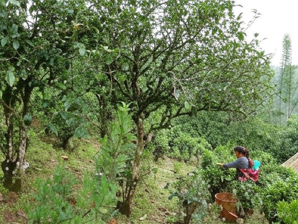 Best Selling- 2008 Old Tree Natural Fermented Pu'er  古樹自然沱