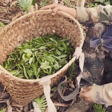 ManSong 2021  Royal Tribute Ancient Tree Puerh Tea – From 400-Year-Old Imperial Garden Mountains- Rare Mystical ManSong Tea Forest 2021 曼松貢茶