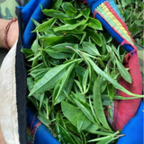 ManSong Wild Black Tea from 400-Year Imperial Tribute Garden 曼松貢茶