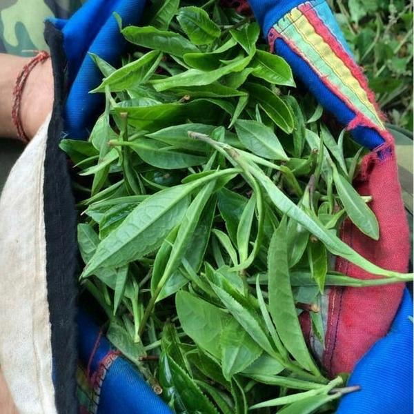 ManSong Wild Black Tea from 400-Year Imperial Tribute Garden 曼松貢茶