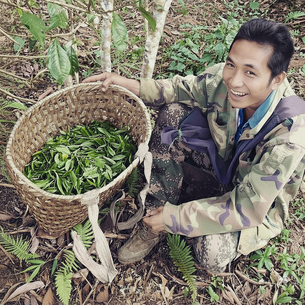 ManSong 2021  Royal Tribute Ancient Tree Puerh Tea – From 400-Year-Old Imperial Garden Mountains- Rare Mystical ManSong Tea Forest 2021 曼松貢茶