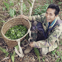 ManSong 2021  Royal Tribute Ancient Tree Puerh Tea – From 400-Year-Old Imperial Garden Mountains- Rare Mystical ManSong Tea Forest 2021 曼松貢茶