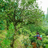 Best Selling- 2008 Old Tree Natural Fermented Pu'er  古樹自然沱