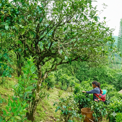 Best Selling- 2008 Old Tree Natural Fermented Pu'er  古樹自然沱