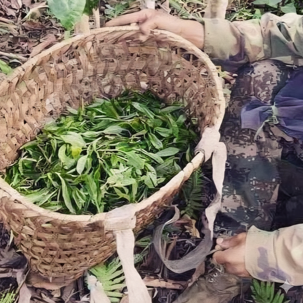 ManSong 2021  Royal Tribute Ancient Tree Puerh Tea – From 400-Year-Old Imperial Garden Mountains- Rare Mystical ManSong Tea Forest 2021 曼松貢茶