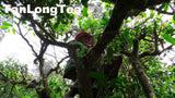 MengSong Secret Divine Tea Forest 2015 First Flush (Ancient Tea Trees from the Wild)孟宋仙谷古韻