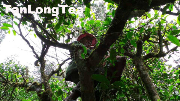 MengSong Secret Divine Tea Forest 2015 First Flush (Ancient Tea Trees from the Wild)孟宋仙谷古韻