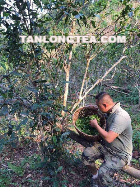 2021 spring ancient tree ManSong- Once the Imperial Tribute Tea- Rare Mystical ManSong Tea Forest 曼松貢茶