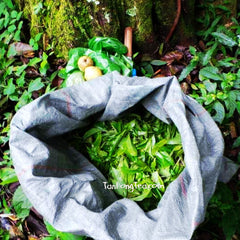 MengSong Secret Divine Tea Forest 2015 First Flush (Ancient Tea Trees from the Wild)孟宋仙谷古韻