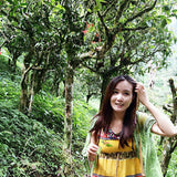 MengSong Secret Divine Tea Forest 2015 First Flush (Ancient Tea Trees from the Wild)孟宋仙谷古韻