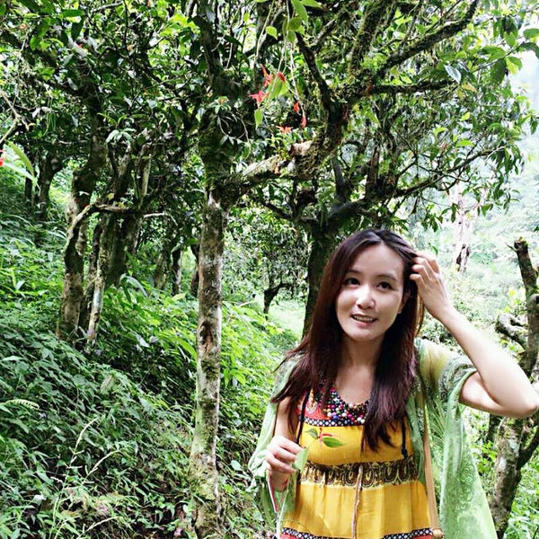 MengSong Secret Divine Tea Forest 2015 First Flush (Ancient Tea Trees from the Wild)孟宋仙谷古韻