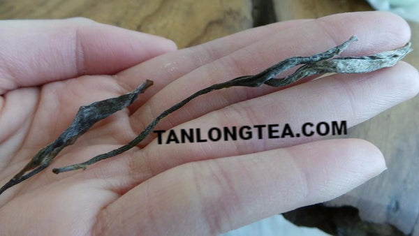 2021 spring ancient tree ManSong- Once the Imperial Tribute Tea- Rare Mystical ManSong Tea Forest 曼松貢茶