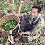 2021 spring ancient tree ManSong- Once the Imperial Tribute Tea- Rare Mystical ManSong Tea Forest 曼松貢茶
