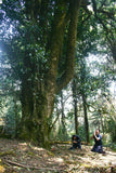 Sacred Hundred Years Tea Tree