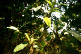 tea leaf