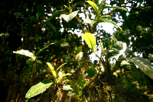 tea leaf