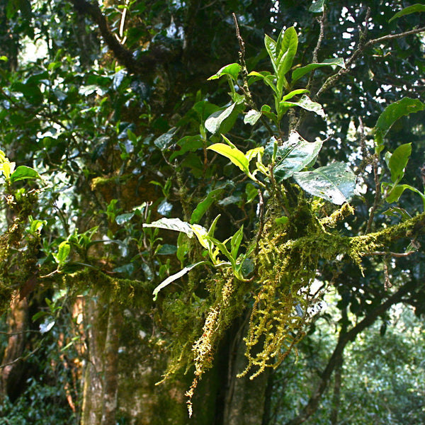 tea leaf