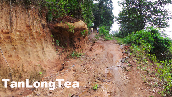 MengSong Secret Divine Tea Forest 2015 First Flush (Ancient Tea Trees from the Wild)孟宋仙谷古韻