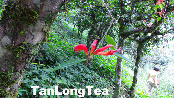 MengSong Secret Divine Tea Forest 2015 First Flush (Ancient Tea Trees from the Wild)孟宋仙谷古韻