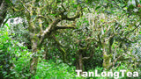 MengSong Secret Divine Tea Forest 2015 First Flush (Ancient Tea Trees from the Wild)孟宋仙谷古韻