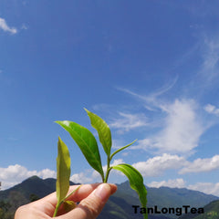 The Home for Butterflies-LanCang Rier Basin- XiGui ManLu Mountain Ancient Tea Tree 2013 昔歸古樹