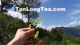 The Home for Butterflies-LanCang Rier Basin- XiGui ManLu Mountain Ancient Tea Tree 2013 昔歸古樹