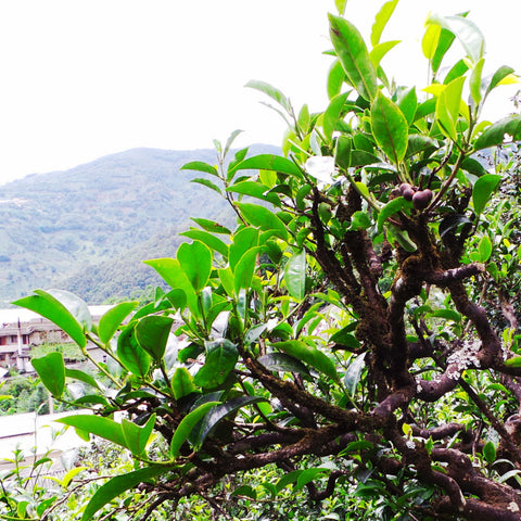 Lab Tested - Green Tea- Ancient Tea Tree Puer (Hundreds Year Old Tea Trees) 50g, 60cups+