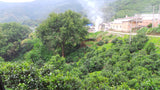 Lab Tested - Green Tea- Ancient Tea Tree Puer (Hundreds Year Old Tea Trees) 50g, 60cups+