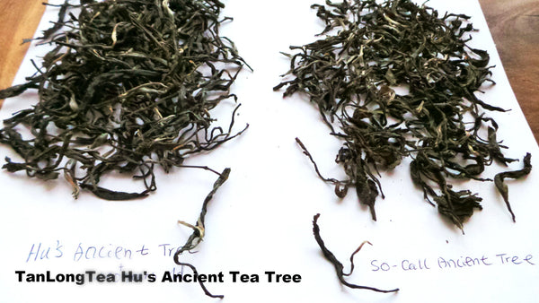 Lab Tested - Green Tea- Ancient Tea Tree Puer (Hundreds Year Old Tea Trees) 50g, 60cups+