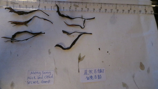 MengSong Secret Divine Tea Forest 2015 First Flush (Ancient Tea Trees from the Wild)孟宋仙谷古韻