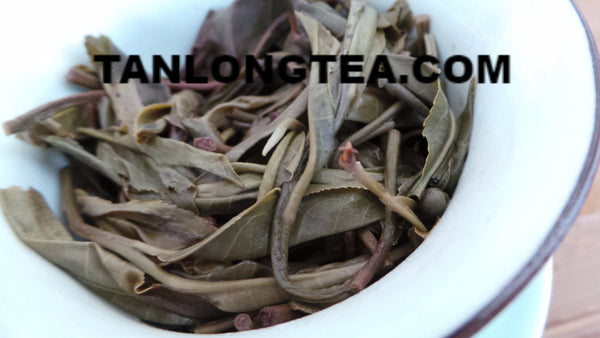 2021 spring ancient tree ManSong- Once the Imperial Tribute Tea- Rare Mystical ManSong Tea Forest 曼松貢茶