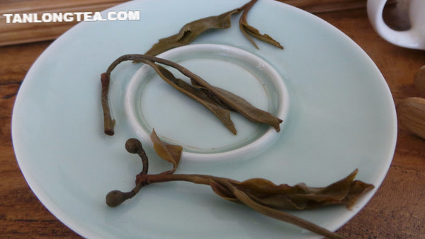 2021 spring ancient tree ManSong- Once the Imperial Tribute Tea- Rare Mystical ManSong Tea Forest 曼松貢茶