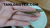 2021 spring ancient tree ManSong- Once the Imperial Tribute Tea- Rare Mystical ManSong Tea Forest 曼松貢茶