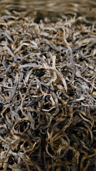 2021 spring ancient tree ManSong- Once the Imperial Tribute Tea- Rare Mystical ManSong Tea Forest 曼松貢茶