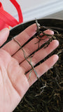 2021 spring ancient tree ManSong- Once the Imperial Tribute Tea- Rare Mystical ManSong Tea Forest 曼松貢茶