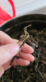 2021 spring ancient tree ManSong- Once the Imperial Tribute Tea- Rare Mystical ManSong Tea Forest 曼松貢茶
