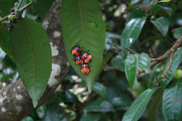 Tea leaf with bug