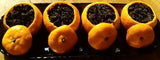 Large Old Tea Tree Fermented Tangerine PuEr Tea 35g