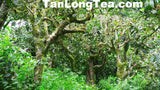 MengSong Secret Divine Tea Forest 2015 First Flush (Ancient Tea Trees from the Wild)孟宋仙谷古韻