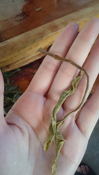 The Home for Butterflies-LanCang Rier Basin- XiGui ManLu Mountain Ancient Tea Tree 2013 昔歸古樹
