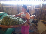 Highest Grade Tea! Old Tea Tree Golden Needle of Yunnan Black Tea (古樹金芽滇紅)
