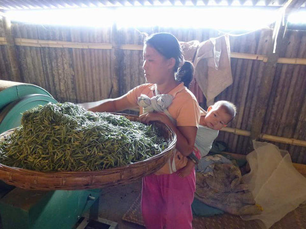 Highest Grade Tea! Old Tea Tree Golden Needle of Yunnan Black Tea (古樹金芽滇紅)